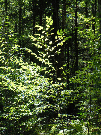 Forest Leaves