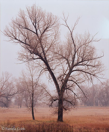 Tree Study II