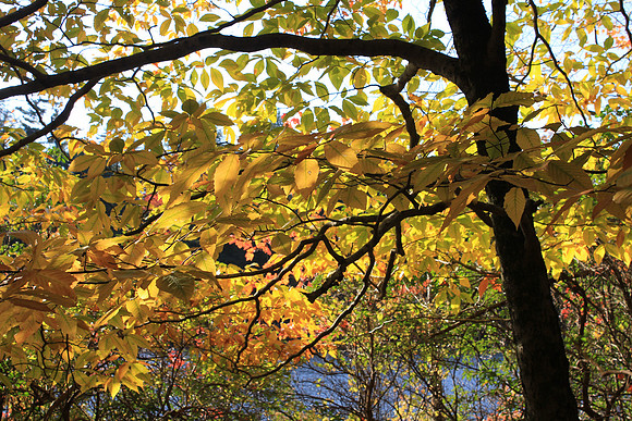 Leaves & Lake