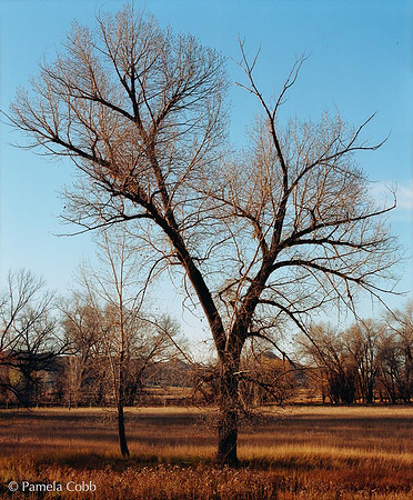 Tree Study III