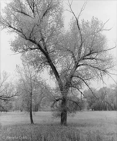 Tree Study I